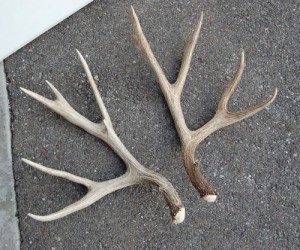 180" Deer Set
