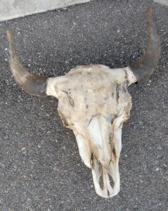 Buffalo Skull a