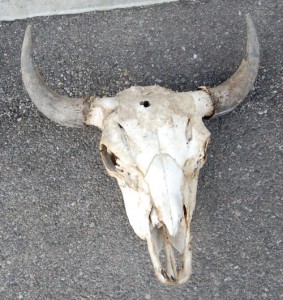 Buffalo Skull B