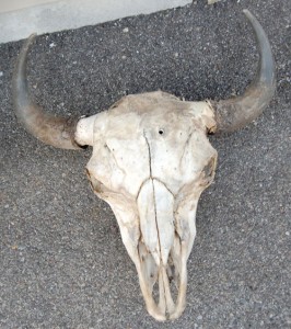 Buffalo Skull C