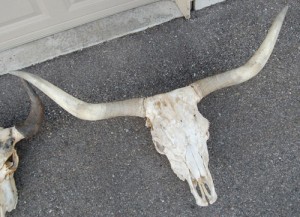 Cow Skull