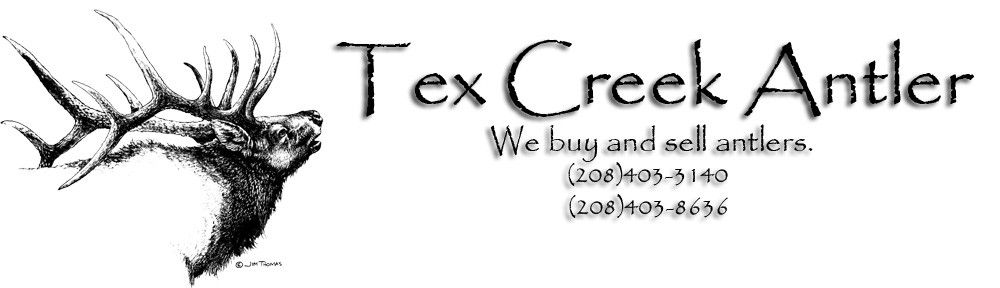 Tex Creek Antler